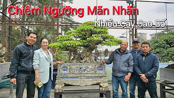 CHIÊM NGƯỠNG TỔNG THỂ vườn cây SAO SỐ của NV anh DƯƠNG VĂN QUÁN - HÀ ĐÔNG - HÀ NỘI .
