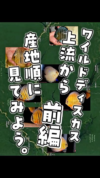 Part 1] We will introduce the wild discus fish in stock in store