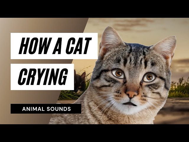 Koleksi Gambar Kucing Comel Dan Kiut Cute Animals Cutest Kittens Ever Cats