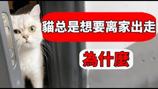 貓為什麼總是想要離家出走？最後一個原因令人動容！【養貓迷思EP30】 by 靜靜養貓 74,750 views 1 year ago 4 minutes, 57 seconds