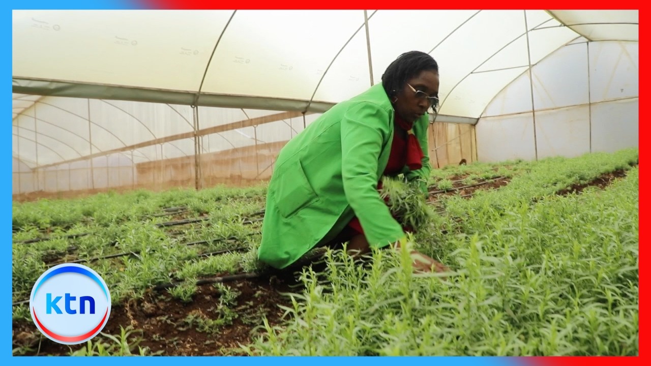 Basil farming gains momentum in ASAL areas with high yields and strong export returns