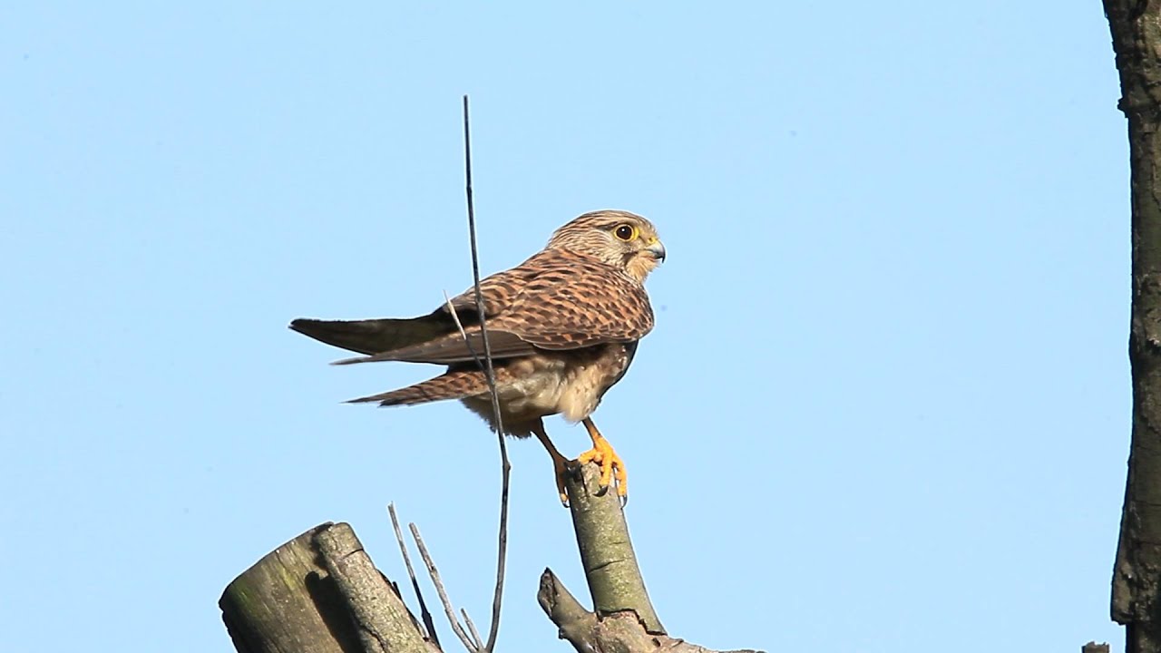紅隼, Common kestrel 