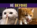Приколы с котами. НЕ ВКУФНО! | Мемозг #201