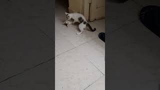 male black ad female brown kitten fighting let&#39;s see who will win part 2 #kitten playing shorts