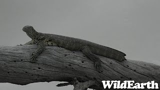 WildEarth - Sunrise Safari -  26 July 2023