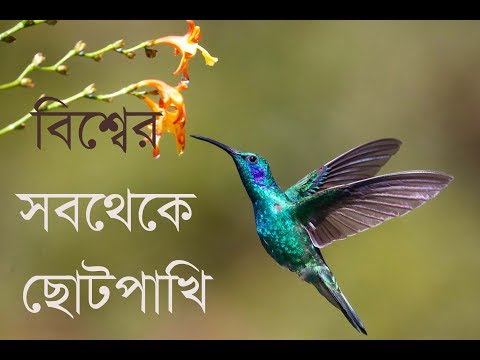 হামিং বার্ড সম্পর্কে খুটিনাটি।About Hamming Birds|Do you know about Hamming Birds?