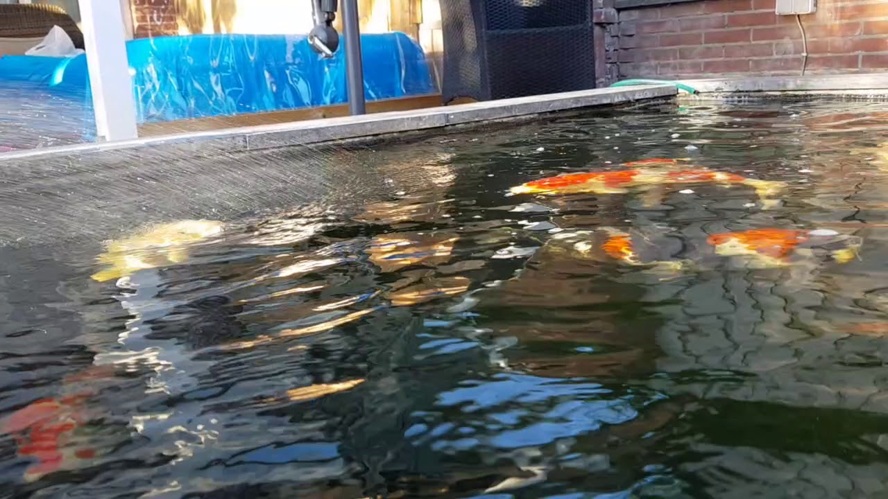 Koi pond.profidrum running 3 days YouTube