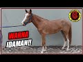 Kuda Baru Super Cantik Yang Masih Muda Koleksi Sidomulyo Stable