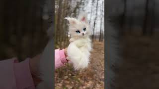 Milky Fox , Blue Eyes, Pink Nose