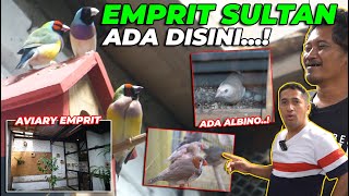 EMPRIT SULTAN ADA DI AVIARY JOGJA..! LANGSUNG MELONGO..