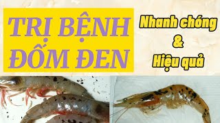 CÁCH TRỊ BỆNH ĐỐM ĐEN TRÊN TÔM NHANH CHÓNG VÀ HIỆU QUẢ | Trương Anh Quang Official