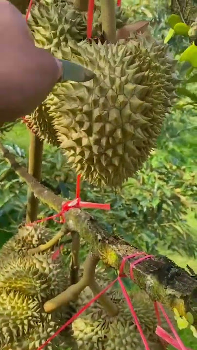 Yuk Intip Isi Durian Segarnya #memuaskan #pendek