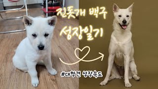 중,대형견 진돗개 성장속도 얼마나 빠를까?! | 진돗개 백구 폭풍 성장속도 | 감동주의 | Korea Jindo Dog