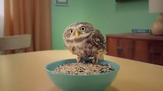 Arla UK -  Fibre - Audio Post Production - 750mph