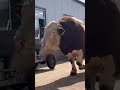 Big Simmental bull 🐄🥩😱 #big#cow#bull#bigbull#fyp#cattle#bullfarm#fypシ#bigcow#simmental #shorts#fy