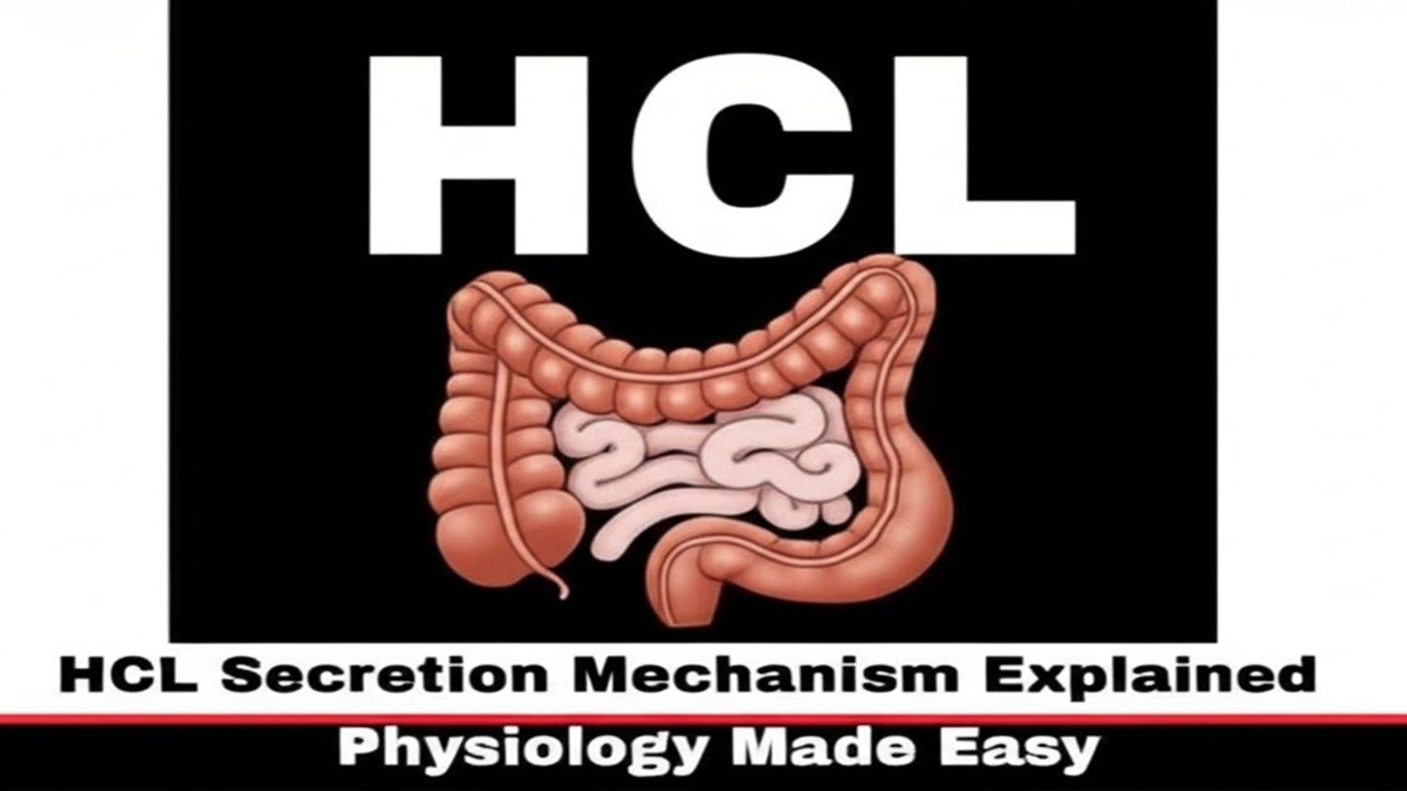How Stomach Cells Secrete Hydrochloric Acid (HCl)
