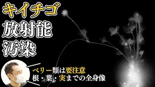 53 - キイチゴの放射能汚染