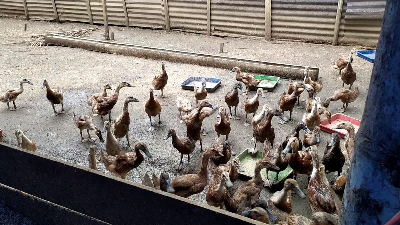 kandang bebek pedaging sederhana 