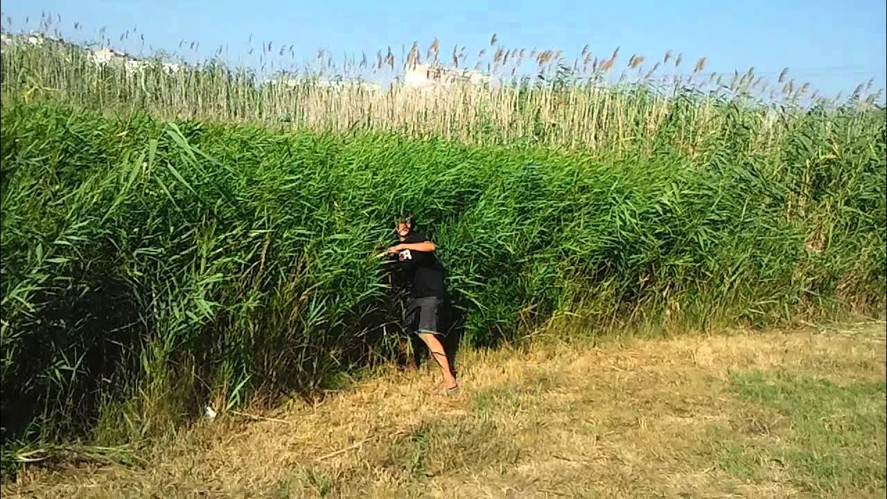 Шумел камыш деревья гнулись текст. Утро в лесу ландыши. Наебались в камышах ландыши. Шумел камыш деревья гнулись текст. Ландыши в лесу.