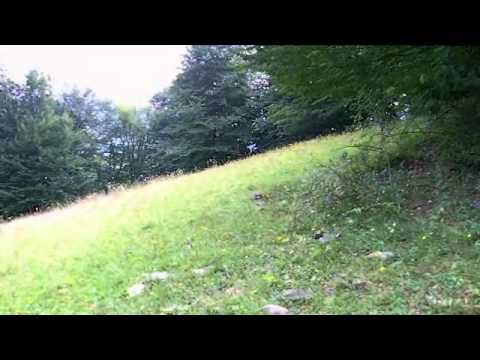 ტყის ბილიკი