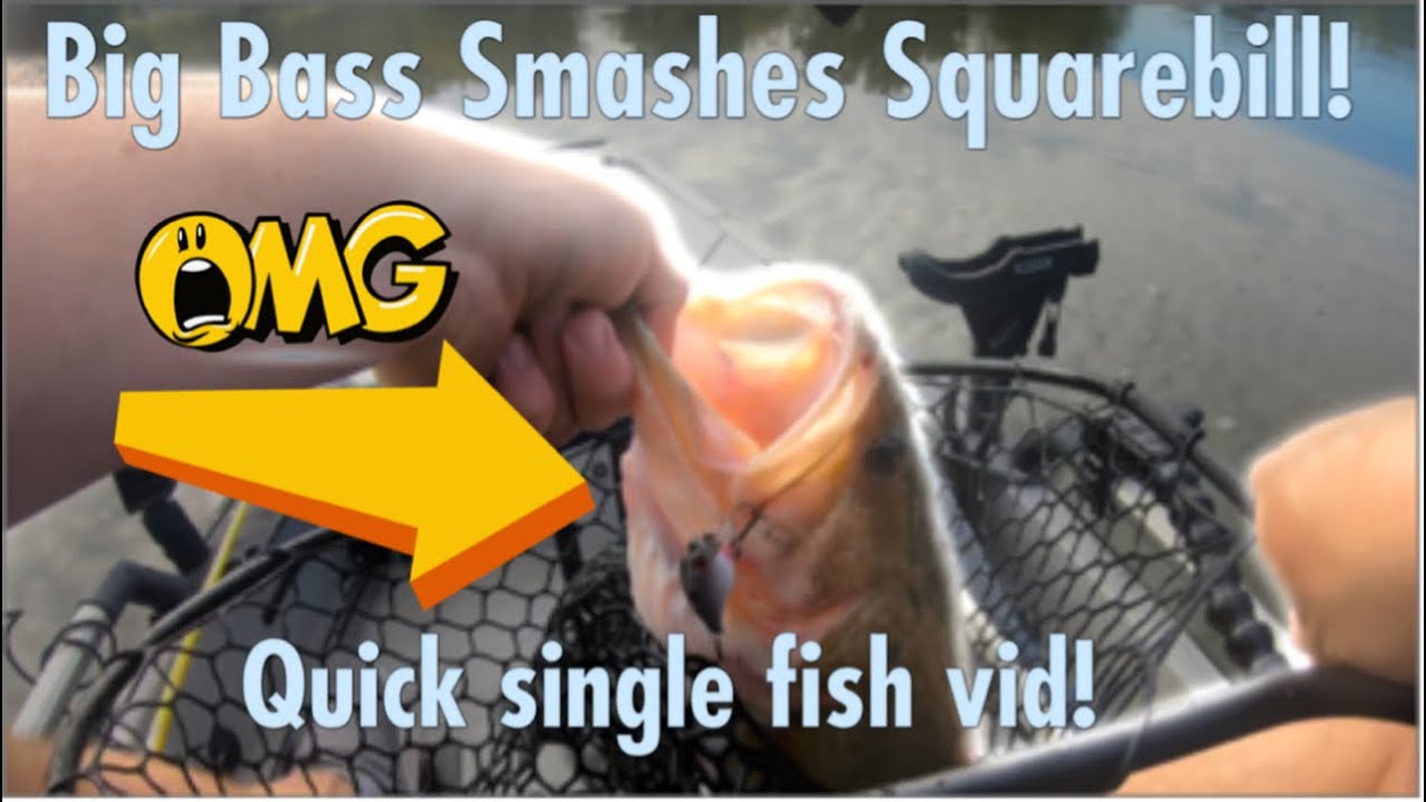 Big Bass Smashes Small Squarebill!! Epic! (Quick 3 min vid!)