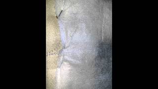 Bed bugs are small Net Worth