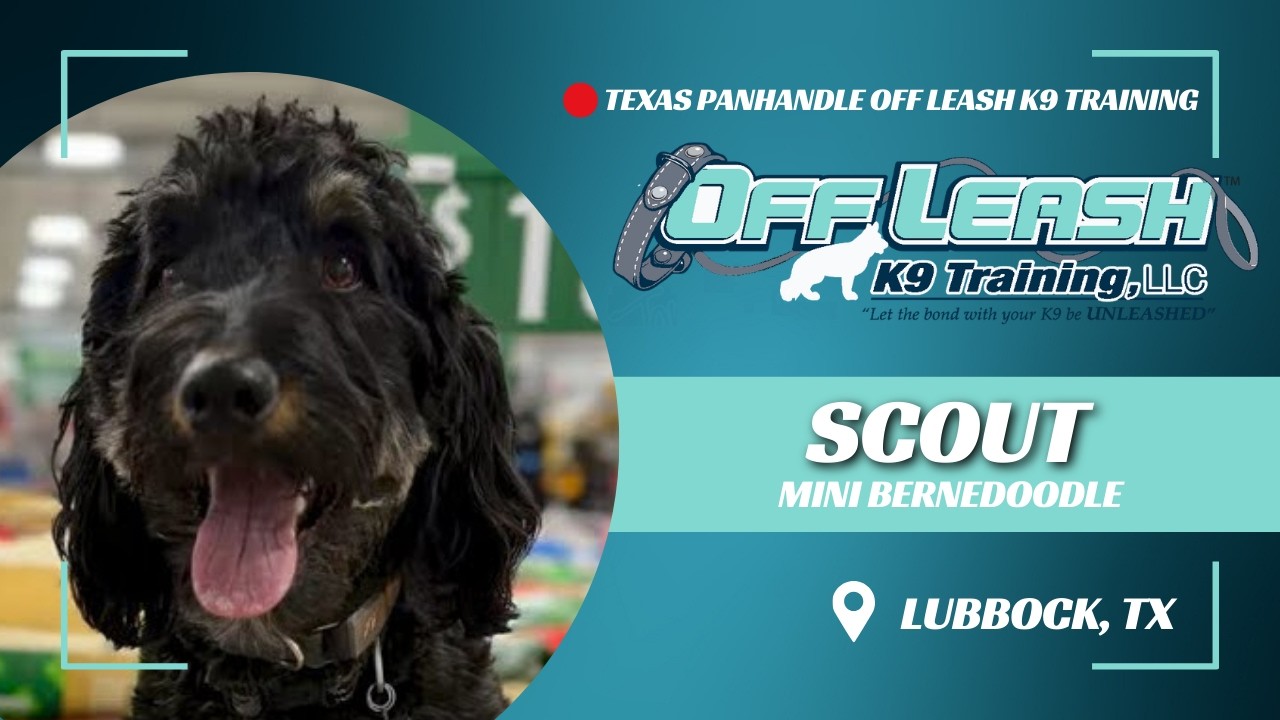Scout, 1yo Mini Bernedoodle, 2wk Advanced Board and Train, Lubbock Off Leash K9 Training