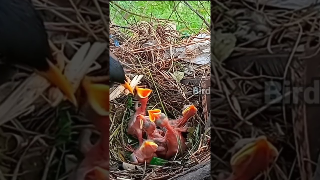 Myna bird nest (part 2) 