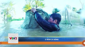 Ủ MẮM CÁ ĐỒNG | VTV5
