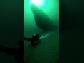 #DeepSea #Ocean #ScubaDiving #Underwater #Exploration #LostTreasures #Mystery ✨