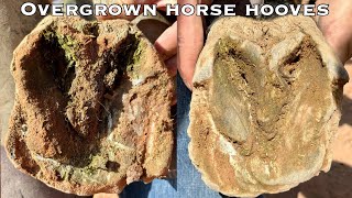 Overgrown Horse Hoof Restoration ASMR