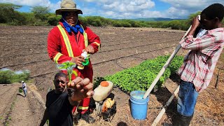 how to plan Scotch bonnet pepper seedling best way ever