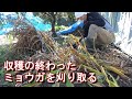【家庭菜園】収穫の終わったミョウガを刈り取る