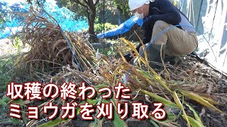 【家庭菜園】収穫の終わったミョウガを刈り取る