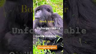 Grabbed by a Mountain Gorilla #bucketlist | Unforgettable Gorilla Trekking Experience