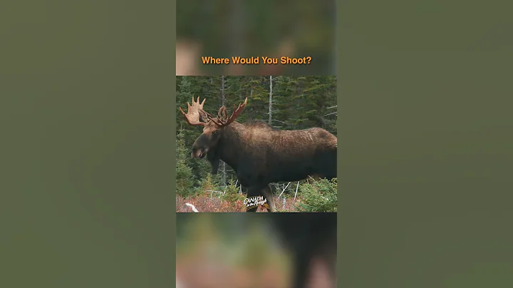 Where Would You Shoot? (answer in comments) | #Hunting #Tips #moose #animals #wildlife
