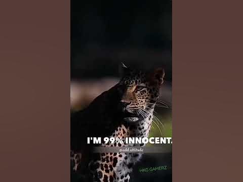 |Cheetah sigma rule |🥵🔥😎#short #cheetah #deadliest - YouTube