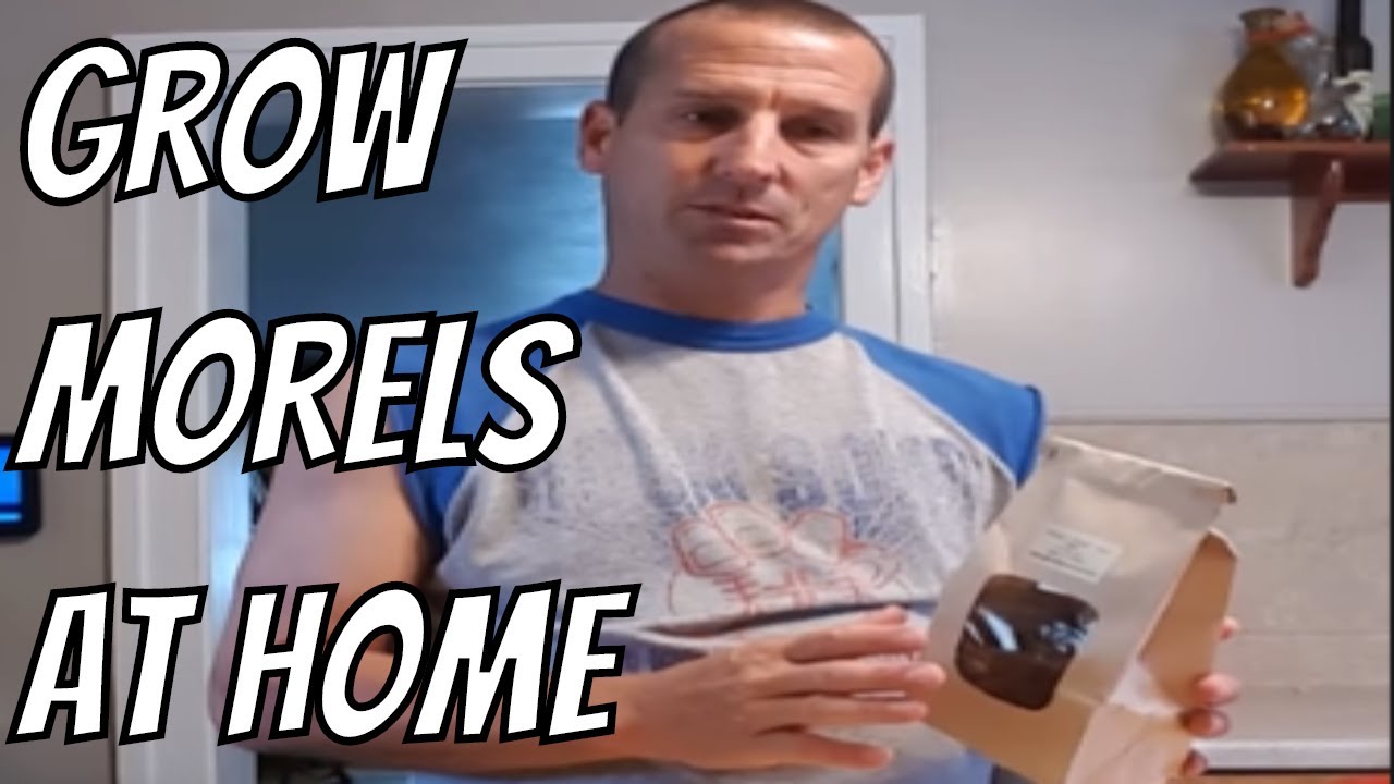 How to grow Morel Mushrooms at Home Part 5, gmushrooms