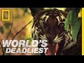 Tiger vs. Monkeys | World's Deadliest