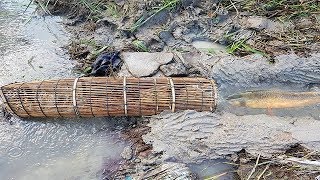 Traditional Khmer FishingHow To Catch A Lot Of Fish At Rice Field By Traditional Fish Trap