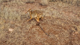 The Trapper Beat us to the Coyotes! - Arizona Coyote Hunting by Geoff Nemnich Coyote Hunting Vids 4,254 views 7 months ago 13 minutes, 22 seconds