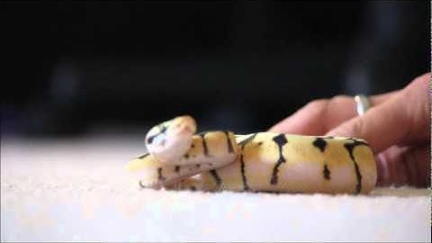 My new bumble Bee ball python from royal constrictor designs