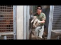 20160711 | 旭山動物園 | ユキヒョウ保定動画