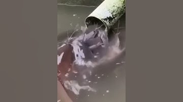 Kỳ lạ đàn cá  chui vào ống nước #cacconvat #docla #fishing