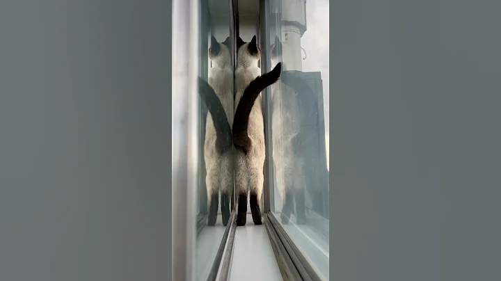 Watch the video about Only Detectives Will Understand 🙂‍↔️#catsofyoutube #cat #siamese #snowshoe