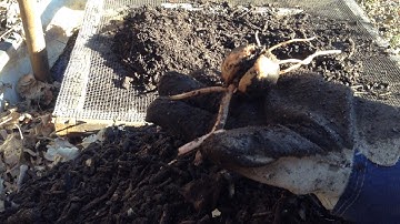 How & Why to Sift Compost