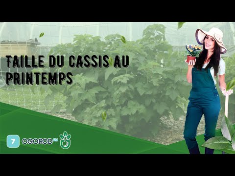 Vidéo: Comment couper les groseilles au printemps ? Cassis : soin printanier. Prendre soin des groseilles au début du printemps