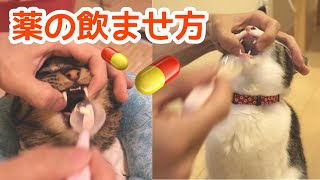 我が家の猫への薬の飲ませ方　詳細説明　アイテム紹介【猫の薬】【薬の飲ませ方】