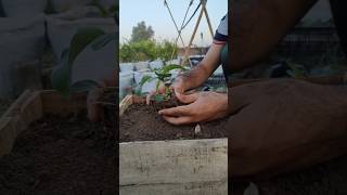 Best Way to Grow Cabbage From Seeds in Wooden Containers shorts organicgardening