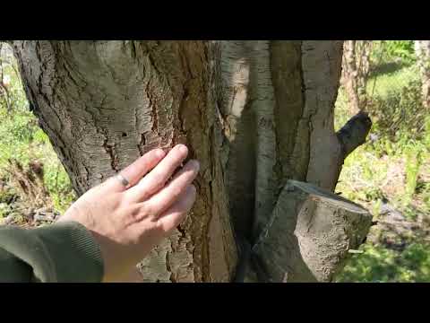 How Should I Care for These Fruit Trees? (Beginner Needs Help)
